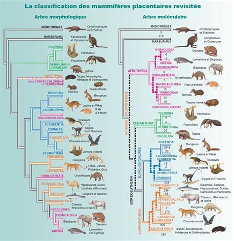 Classification of Mammals : Notions of taxonomy | Mammals'Planet ...