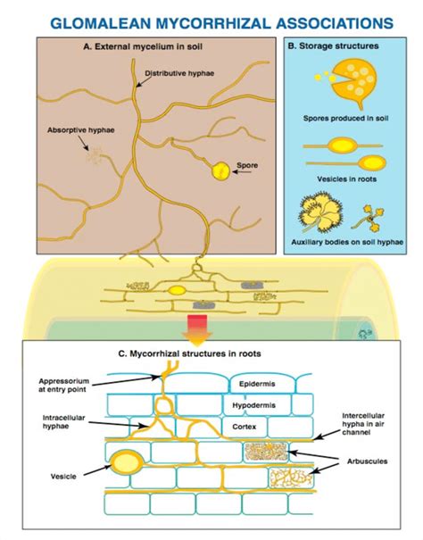 Structures of arbuscular mycorrhiza. From... | Download Scientific Diagram