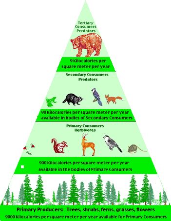 Trophic Level of Food Chain - Tropical Rainforest