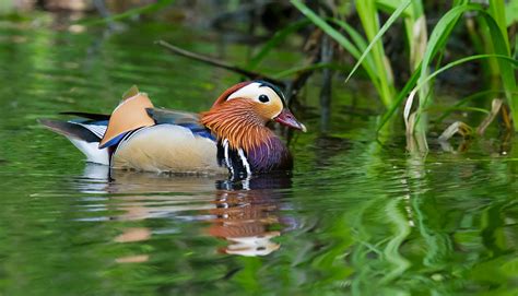 Mandarin Duck in Shanghai - Shanghai Birding 上海观鸟