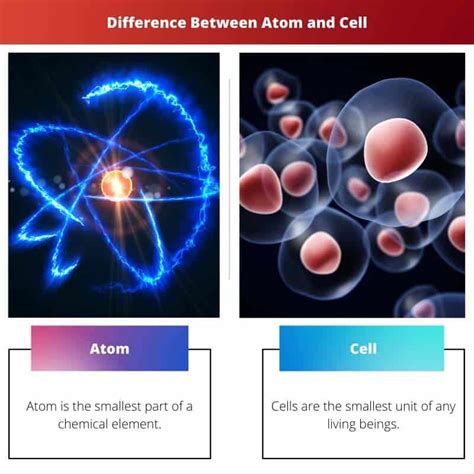 Atom vs Cell: Difference and Comparison