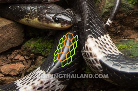 Bungarus candidus – Malayan Krait – HerpingThailand.com