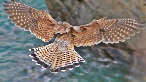 Kestrel Hunting and Hovering - Faucon Crécerelle Vol Stationnaire - YouTube