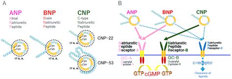 Biology | Free Full-Text | Physiological and Pathophysiological Effects of C-Type Natriuretic ...