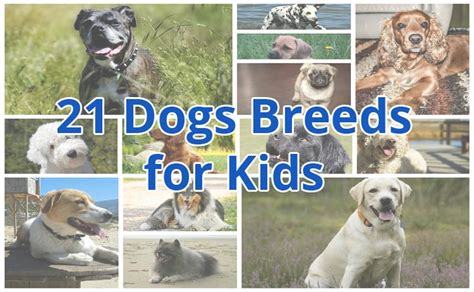 21 Best Dog Breeds for Kids - They’ll Love You for This!