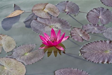 Premium Photo | Blossom lotus flower in japanese pond focus on flower