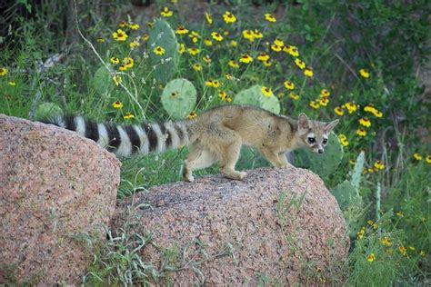 Texas Hill Country Ringtail cat 001 Photograph by Carlos Cedillo - Fine ...