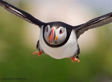 Atlantic puffin flying at Machias Seal Island, Maine by Tin Man | Wildlife photography, Man ...