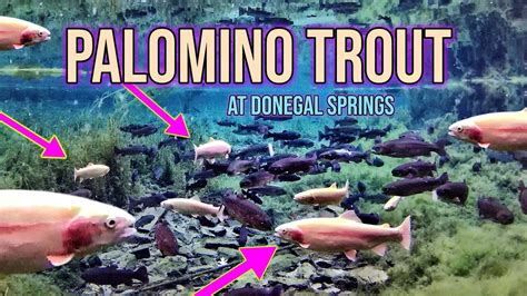 Palomino Trout In Donegal Springs Pennsylvania? - YouTube