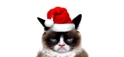 Grumpy Cat Christmas Wallpapers - Top Free Grumpy Cat Christmas Backgrounds - WallpaperAccess