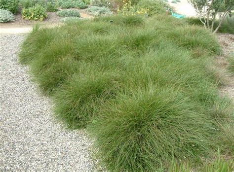 6 Reasons Why Carex Tumulicola Is The Next Level Of Gardening ...