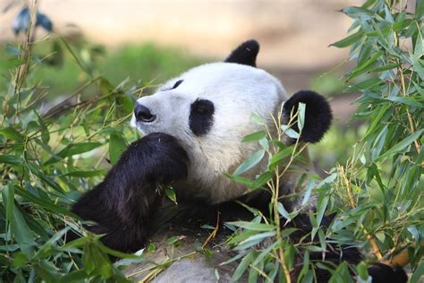 Panda Bear - San Diego Zoo | Panda Bear - San Diego Zoo | Flickr