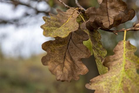 Herfst Bladeren Eik - Gratis foto op Pixabay - Pixabay