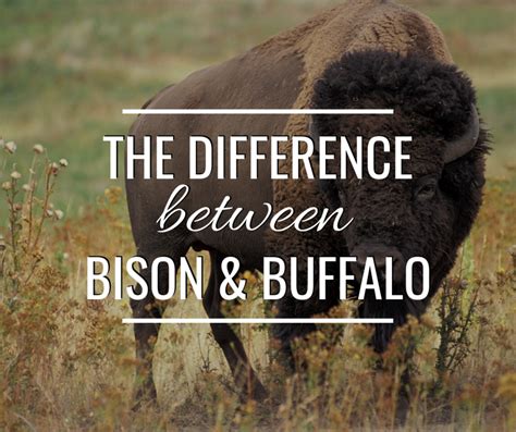 The Difference Between Bison and Buffalo: A Comprehensive Comparison ...