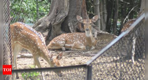 Heaters to keep animals warm at Patna zoo | Patna News - Times of India