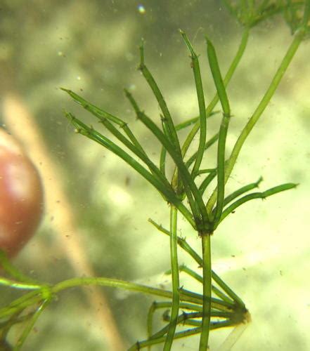 charophyte algae (Phylum Charophyta) · iNaturalist