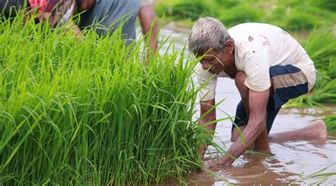 Rains halted, sowing of almost all major kharif crops takes a big hit ...