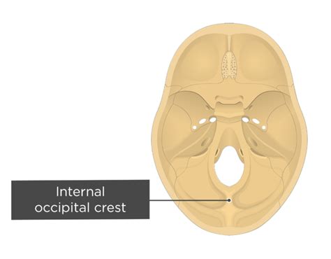 Occipital bone labeled: anatomy & landmarks | GetBodySmart