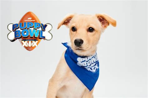 Everything You Need To Know About Puppy Bowl 2023