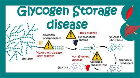 Glycogen Storage Disorders | Dandk Organizer