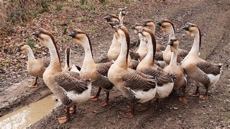 Lion Head or “African” Geese