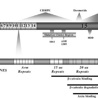 The APC gene structure, amino acid structure, and disease profile. | Download Scientific Diagram