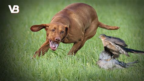 The 10 Best Bird Hunting Dog Breeds - YouTube