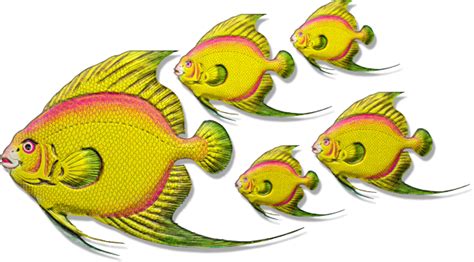 Yellow Shoal Fish Free Stock Photo - Public Domain Pictures