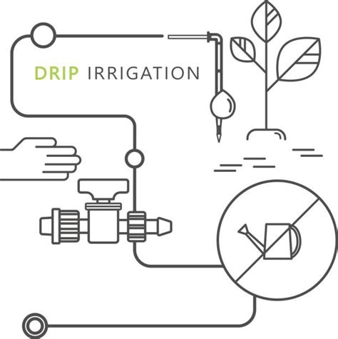 Best Drip Irrigation Illustrations, Royalty-Free Vector Graphics & Clip ...