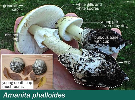 Amanita phalloides – Mushrooms Up! Edible and Poisonous Species of ...