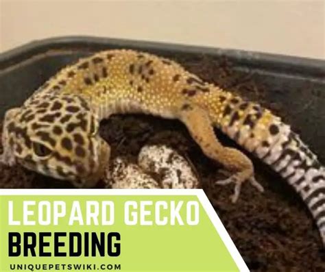 Leopard Gecko Breeding: 3 Important Things Owners Need To Know