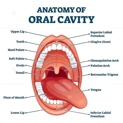 Diagram Of Inside The Mouth