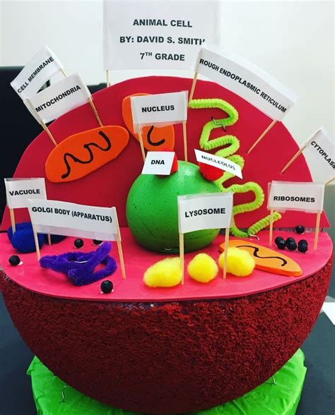 animal cell model labeled, project ideas middle school, how to make an animal cell model out of ...