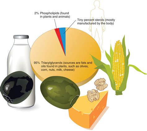 What Are Lipids?