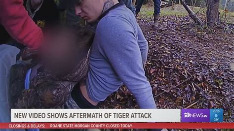 New video shows aftermath of tiger attack that nearly ripped off 18 ...