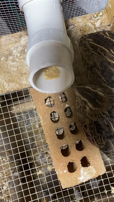 DIY quail feeder for those who want less waste. Description in post. : r/quails