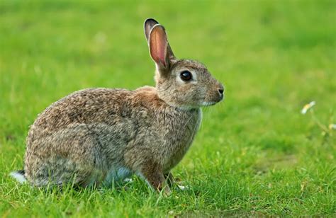 What Do Wild Rabbits Eat? — Whitmore Pest & Wildlife Control Services ...