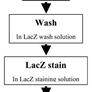 Flowchart of the general procedure for LacZ staining. | Download ...