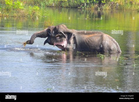 Sri Lankan Elephant bathing & wallowing in lake at Sigiriya, Sri Lanka Stock Photo - Alamy