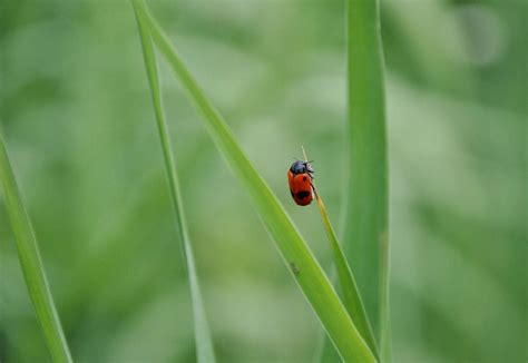 California ladybug swarm dozens of miles wide shows up on radar | Reuters