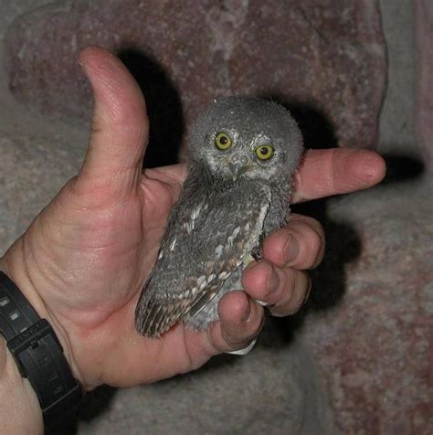 a small owl sitting on top of a persons hand