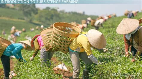 Subsistence Farming | Definition, Types & Examples - Lesson | Study.com