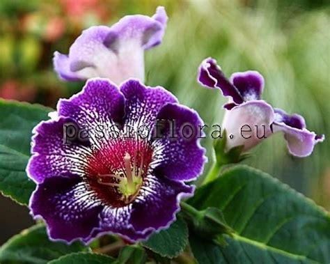 Gloxinia seeds - PF-Indigo - PassioFlora.eu - Beautiful and rare ...