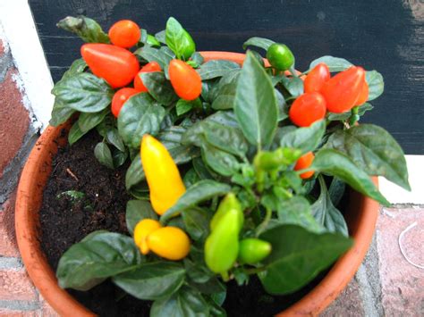 chilli plant #houseplant #plant | Chilli plant, House plants, Houseplants