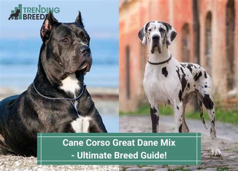 Cane Corso Great Dane Mix – Ultimate Breed Guide! (2024)