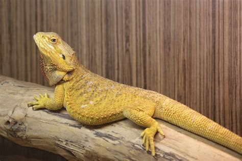 Ridiculously Fascinating Facts About the Bearded Dragon - Pet Ponder