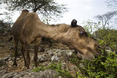 THE WAR ON YEMEN’S WILDLIFE | Sebastian Kennerknecht Photography