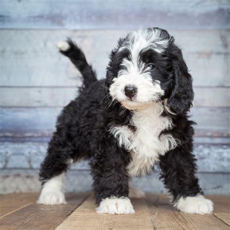 Bernedoodle: Dog Breed Information and Facts | Pride and Prejudoodles