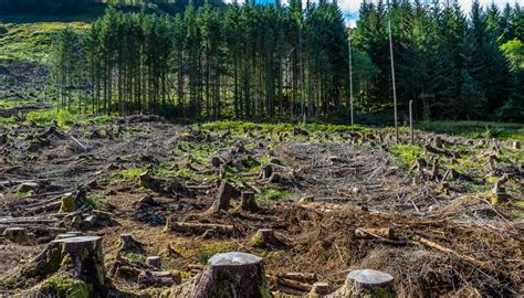 How Does Deforestation Affect the Air? | Sciencing