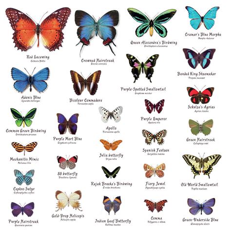 Butterfly Species List With Pictures